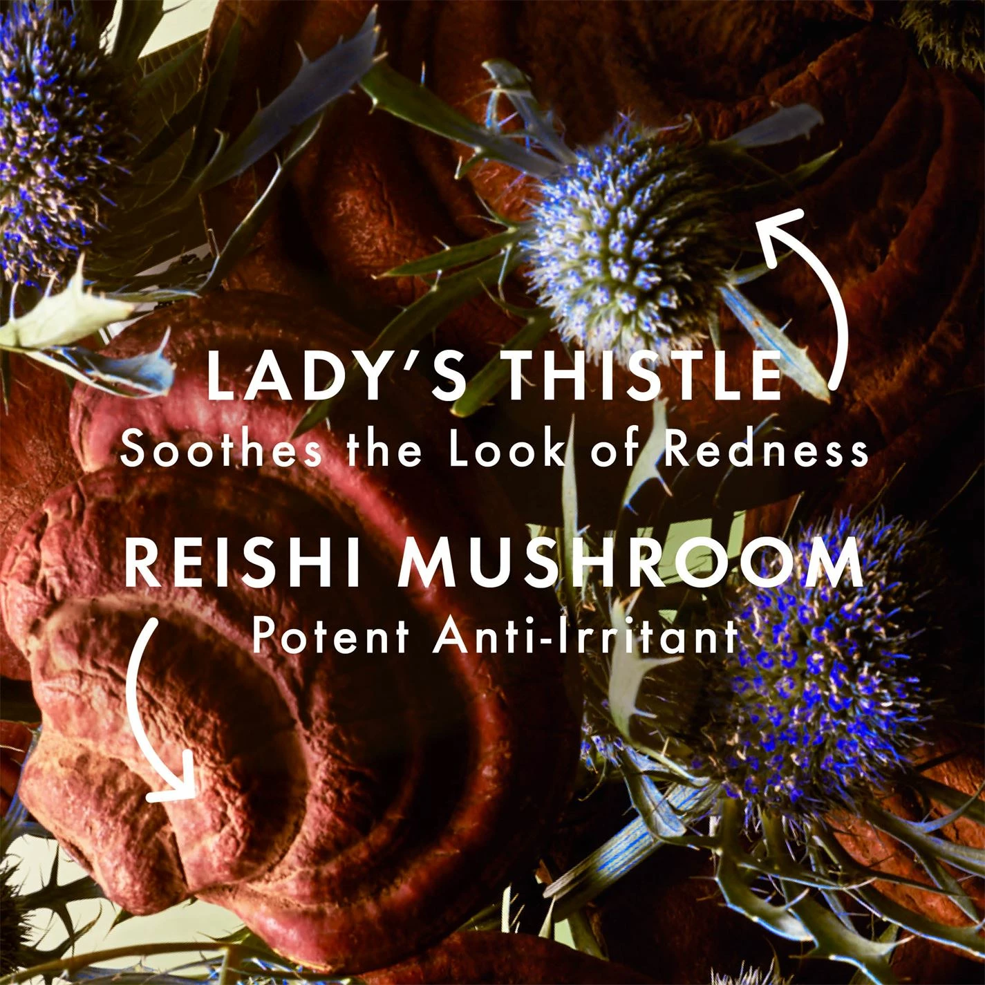 Origins Mega Mushroom Eye 4 Origins Mega Mushroom Eye - Image 4